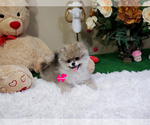 Small Photo #5 Pomeranian Puppy For Sale in LOS ANGELES, CA, USA