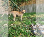 Small #2 Italian Greyhound Mix