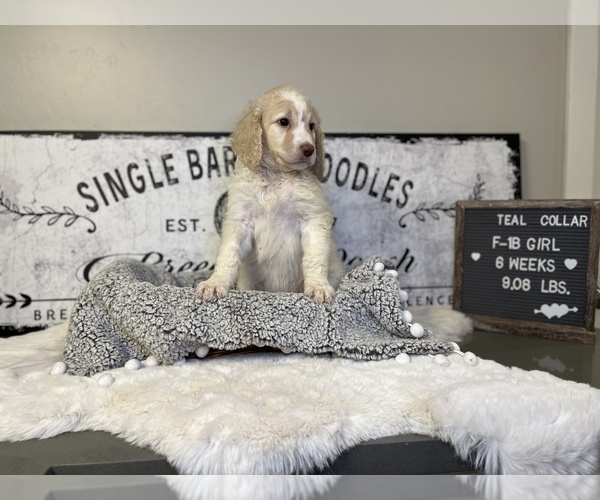 Medium Photo #8 Saint Berdoodle Puppy For Sale in QUEEN CREEK, AZ, USA