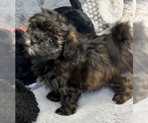 Maltese-Poodle (Toy) Mix Puppy for sale in SILEX, MO, USA