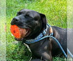 Small #3 American Staffordshire Terrier-Labrador Retriever Mix