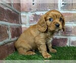 Small #3 Cavalier King Charles Spaniel