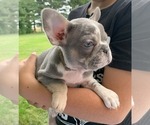 Small Photo #21 French Bulldog Puppy For Sale in BREMEN, IN, USA