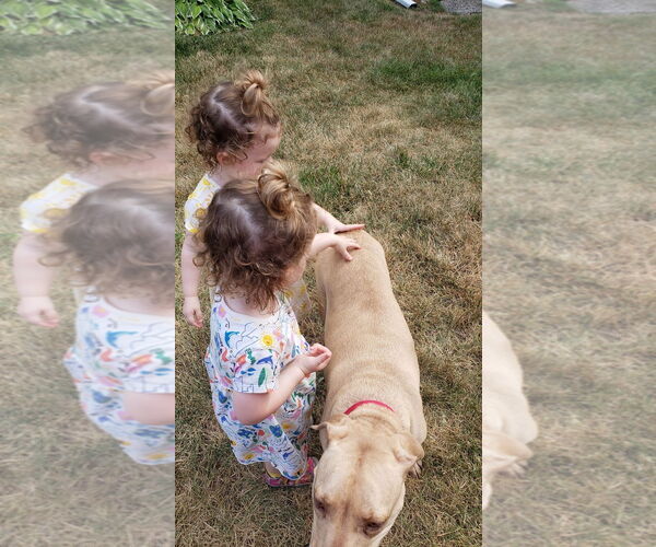 Medium Photo #50 American Pit Bull Terrier-Unknown Mix Puppy For Sale in Oakhurst, NJ, USA