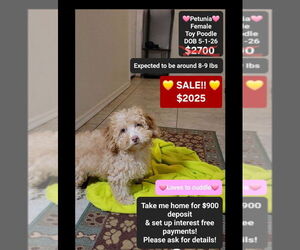 Poodle (Toy) Puppy for sale in TUCSON, AZ, USA