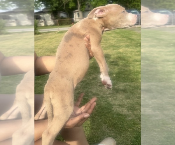 Medium Photo #30 American Bully Puppy For Sale in LAKE STATION, IN, USA
