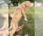 Small Photo #30 American Bully Puppy For Sale in LAKE STATION, IN, USA