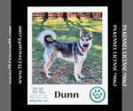 Small Photo #1 German Shepherd Dog-Huskies  Mix Puppy For Sale in Kimberton, PA, USA