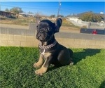 Small #1 French Bulldog