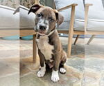 Small #3 American Pit Bull Terrier Mix