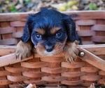 Small Photo #6 Cavalier King Charles Spaniel Puppy For Sale in BARNESVILLE, KS, USA