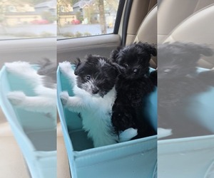Ewokian Puppy for sale in HILLSBORO, OR, USA