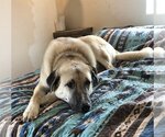 Small Photo #3 Anatolian Shepherd Puppy For Sale in Winter Park, CO, USA