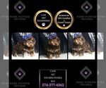 Puppy Cash AKC Poodle (Miniature)