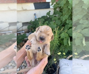Golden Retriever Puppy for Sale in PITTSBURG, California USA