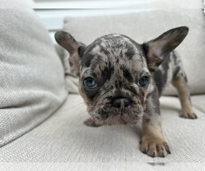 French Bulldog Puppy for sale in BROOKLYN, NY, USA