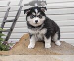 Small Photo #3 Pomsky Puppy For Sale in FRESNO, OH, USA