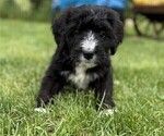 Small Photo #15 Bernedoodle Puppy For Sale in SPRINGFIELD, OH, USA