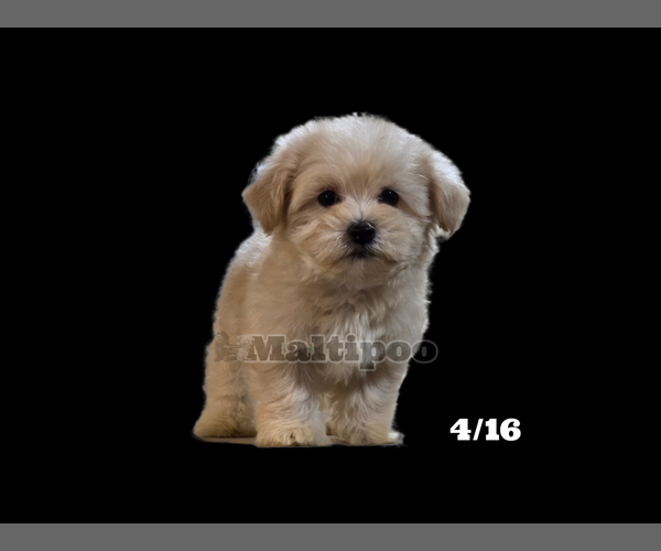 Medium Photo #2 Maltipoo Puppy For Sale in SAN DIEGO, CA, USA