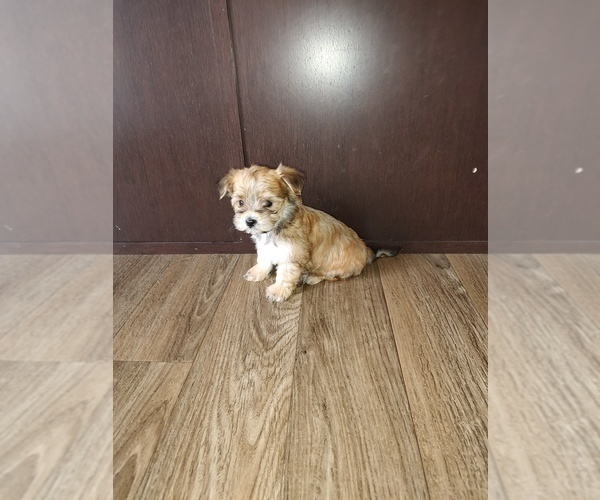 Medium Photo #7 Maltese Puppy For Sale in LAPEER, MI, USA