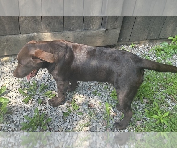 Medium Photo #5 Labrador Retriever Puppy For Sale in FENELTON, PA, USA