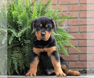 Rottweiler Puppy for sale in FREDERICKSBG, OH, USA