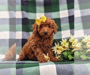 Poodle (Miniature) Puppy for sale in QUARRYVILLE, PA, USA