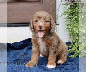 Bernedoodle (Miniature) Puppy for sale in NARVON, PA, USA