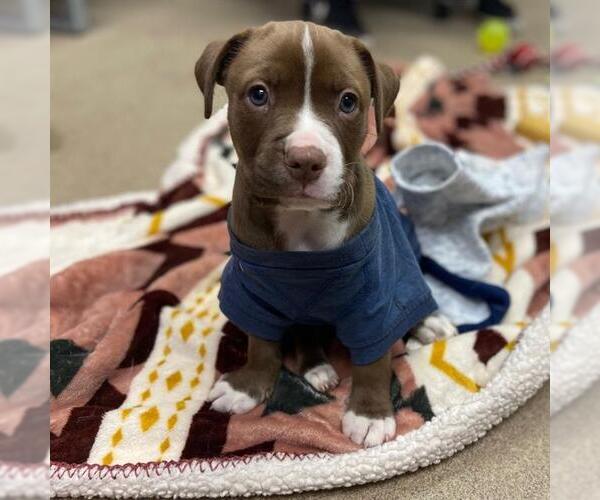 Medium Photo #1 Mutt Puppy For Sale in Aurora, CO, USA