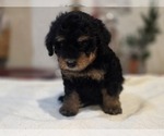 Small #13 Goldendoodle (Miniature)