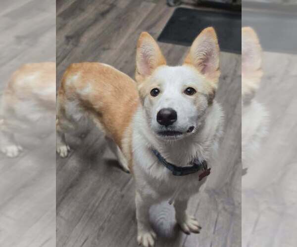 Medium Photo #1 Collie-Labrador Retriever Mix Puppy For Sale in Lakewood, CO, USA