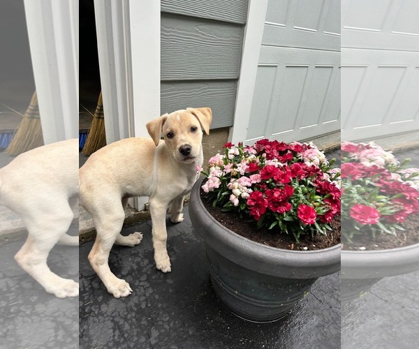 Medium Photo #3 Labrador Retriever-Unknown Mix Puppy For Sale in pomfret, CT, USA