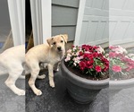 Small #2 Labrador Retriever Mix