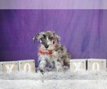 Small #1 Schnauzer (Miniature)