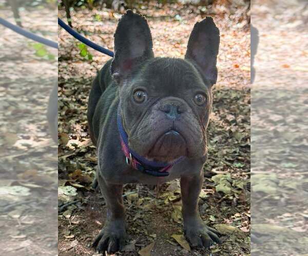 Medium Photo #8 French Bulldog Puppy For Sale in New York, NY, USA