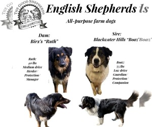 Father of the English Shepherd puppies born on 07/20/2023