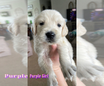 Puppy Girl Purple English Cream Golden Retriever