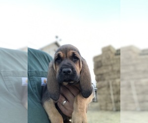 Bloodhound Puppy for sale in STEVINSON, CA, USA
