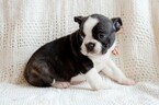 Small Photo #7 Faux Frenchbo Bulldog Puppy For Sale in NEW PITTSBURGH, OH, USA