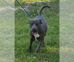 Small #5 American Pit Bull Terrier Mix