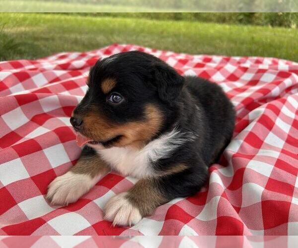 Medium Photo #2 Australian Shepherd Puppy For Sale in JEROMESVILLE, OH, USA