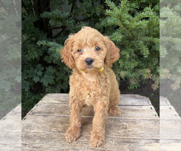 Medium Photo #2 Cockapoo (Miniature) Puppy For Sale in MIDDLEBURY, IN, USA
