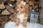 Small Photo #4 Doodle-Goldendoodle Mix Puppy For Sale in HONEY BROOK, PA, USA