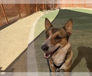 German Shepherd Dog-Unknown Mix Dogs for adoption in Las Vegas, NV, USA