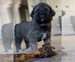 Small Photo #28 Mastiff-Pyrenean Mastiff Mix Puppy For Sale in RHOME, TX, USA