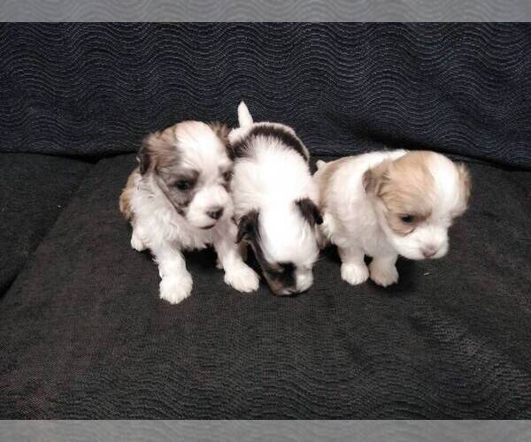 Medium Photo #6 Havanese Puppy For Sale in SPENCERVILLE, IN, USA