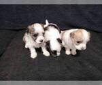 Small Photo #6 Havanese Puppy For Sale in SPENCERVILLE, IN, USA