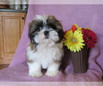 Small Photo #5 Shih Tzu Puppy For Sale in SHILOH, OH, USA