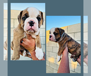 Olde English Bulldogge Puppy for sale in BAKERSFIELD, CA, USA