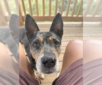 Small #2 Mutt